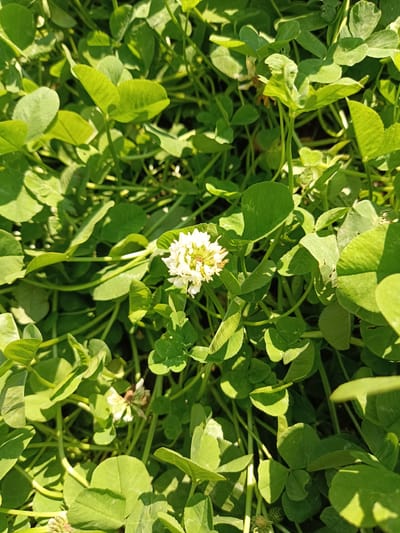 A close-up, eye-level shot captures a patch of lush green clover in sunlight. A single, small, white clover flower is the central focus, surrounded by numerous three-leafed clover plants. The leaves are varied in shape and size, some appearing slightly wilted or with small imperfections. Sunlight casts distinct shadows on the foliage, highlighting the texture and depth of the plant life. The background is a blur of more green clover, indicating a dense ground cover. The scene is located in a natural outdoor setting, likely a park or garden, in Posad, Russia. There are no people or animals visible in the image.