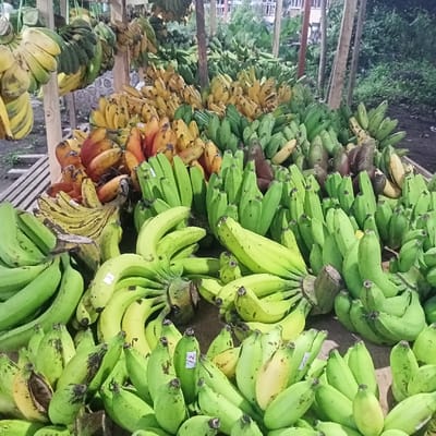 The image displays an outdoor market stall in Ketowan, Indonesia, densely packed with various banana varieties. The foreground and midground are covered by substantial piles of banana bunches, predominantly unripe green, alongside numerous clusters of yellow and some reddish-orange bananas, indicative of different cultivars and ripeness stages. Several bunches bear small white labels, likely price or identification tags. These bananas are arranged on what appears to be a ground-level or low-lying display surface. Overhead, additional banana bunches are suspended from unrefined wooden support beams, which form part of the market stall's structure. In the background, obscured buildings and foliage are visible, suggesting an urban or semi-urban outdoor environment. The ground beneath the display is uneven, consistent with an unpaved outdoor surface. No individuals are present within the frame, and no actions or interactions are depicted.