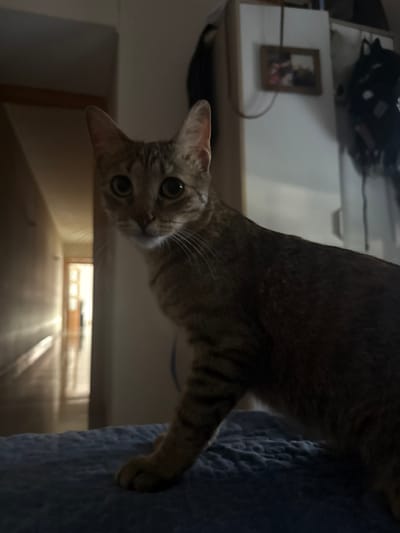 The media file shows a close-up, upside-down shot of a tabby cat's head and upper body. The cat has striking green eyes and prominent white whiskers. Its fur is a mix of brown and black stripes. The cat is looking directly at the camera, with its ears perked up. The background is blurred, but appears to be an indoor setting with some furniture, including what looks like a white shelf or surface and a blue, textured blanket or comforter. The lighting is dim, suggesting it might be evening or a dimly lit room. The cat appears curious and alert. There is no visible text in the media file. The image is oriented as if the camera is looking up at the cat from below.