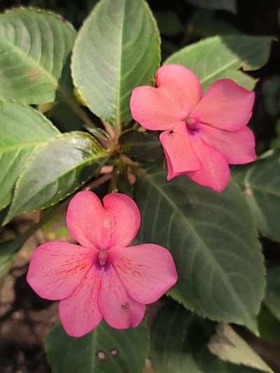 A close-up, high-angle shot captures two vibrant pink impatiens flowers against a backdrop of lush green leaves. One flower is positioned in the upper right quadrant, tilted slightly downwards, revealing a small black ant on one of its petals. The second flower is situated in the lower left, facing upwards and slightly to the right. The leaves are broad and textured, with visible veins and some faint brown spotting. The lighting suggests an outdoor setting, possibly a garden. The image's focus is sharp on the flowers and the ant, with the background leaves softly blurred. The scene appears to be located in Cotmerbo, Indonesia, amidst the natural foliage.