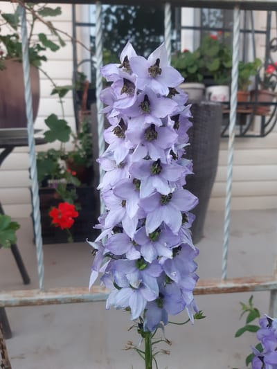 This media file displays a cluster of light purple flowers, likely larkspur, on a stem. The flowers are detailed with visible dark centers and delicate petals. They appear to be growing outdoors, as suggested by the natural lighting and the presence of greenery in the background.
The setting includes a white paneled wall and a weathered wooden post, possibly part of a balcony or fence. A light blue rope runs horizontally across the frame, suggesting an outdoor structure. In the blurred background, there are hints of other plants, including a vibrant red flower and some green foliage. A metal railing is also visible, adding to the outdoor context.
The image is oriented vertically, with the flowers occupying the majority of the frame from top to bottom. The lighting suggests it might be daytime, possibly morning or afternoon, with soft, diffused light. There are no visible people or text in the image. The overall impression is one of natural beauty and a peaceful outdoor environment. The specific location context is Бактуу-Долоноту, Kyrgyzstan.