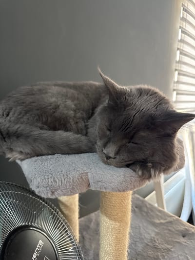 A gray cat is sleeping on a cat tree in Gölbaşı, Turkey. The cat is curled up on a fuzzy platform, with its head resting on its paws. The cat tree is covered in sisal rope, and there is a black fan in the lower left corner of the image. In the background, there are blinds on a window, and the wall is painted a neutral color. The lighting suggests it is daytime.