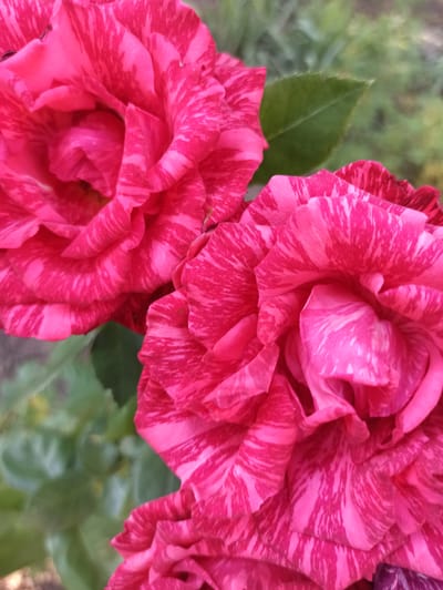 This is a close-up, horizontal medium shot of two striped pink roses in bloom. The roses have many ruffled petals with streaks of lighter pink and white against a vibrant pink base. One rose is larger and more in focus in the foreground on the left, with its petals filling the lower left quadrant of the image. Another rose, also striped, is visible in the upper right, with only a portion of its bloom showing. The background is softly blurred, with hints of green leaves and what appears to be more foliage. The lighting suggests it could be daytime, possibly overcast or in shade, given the soft illumination and lack of harsh shadows. The overall impression is one of natural beauty and the delicate detail of the rose petals. The location is given as Dondușeni, Moldova, implying an outdoor setting, likely a garden. There is no visible text in the image.