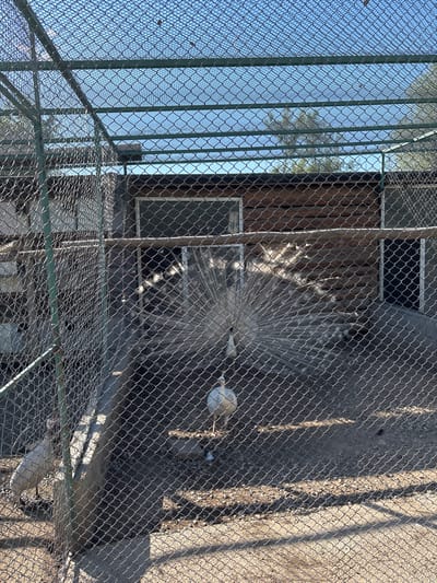 In Dabnitsa, Bulgaria, a white peacock is displayed in an outdoor aviary. The peacock is facing away from the camera, with its train fanned out and its tail feathers prominently displayed. The aviary is enclosed by a wire mesh fence, and a wooden structure is visible in the background. The ground within the aviary is covered with gravel, and sunlight casts shadows across the scene. Another white bird, possibly an ibis, is positioned to the left of the peacock.