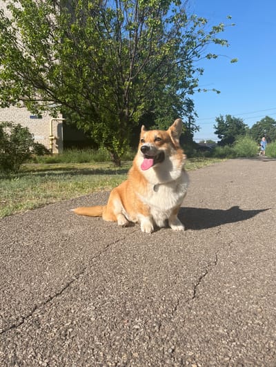 The image shows a corgi dog sitting on an asphalt path on a sunny day. The dog is light brown and white with its tongue hanging out. It is wearing a small, round, silver tag on its collar. Behind the dog, a tree with green leaves shades a portion of the path. Further in the background, a person is walking a dog in the distance, and a building with a white brick facade is visible. The sky is clear and blue. The scene appears to be in a park or a quiet residential area. The sun casts a long shadow of the dog across the path, indicating it is likely late afternoon or early morning. The overall mood is cheerful and relaxed, with the dog appearing happy and enjoying the warm weather. The location is identified as Kramatorsk, Ukraine.