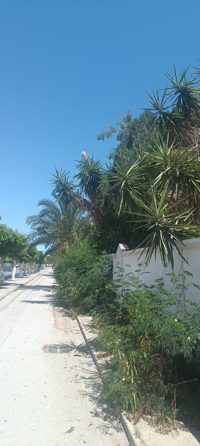 This is a vertical, eye-level, outdoor photograph taken on a sunny day in Hammam Sousse, Tunisia. The scene depicts a paved street lined with trees and vegetation. On the right side of the image, a white wall runs along the street, partially obscured by dense green foliage, including palm trees and other leafy plants. Some of these plants have small white flower-like growths and elongated seed pods. A street drain is visible on the pavement near the curb. On the left side of the street, a line of trees with white trunks and green canopies borders the pavement. Beyond the trees, a few white vehicles and figures, possibly people, are visible in the distance, suggesting a public thoroughfare. The sky above is a clear, bright blue. The overall impression is of a tranquil street scene in a warm climate.