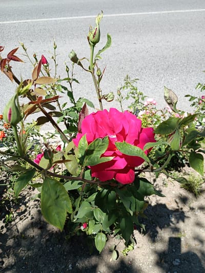 In Zlatitsa, Bulgaria, a vibrant pink rose bush blooms prominently on the side of a paved road. The rose is in full bloom, with deep pink petals unfurling towards the bright sunlight. Several buds, some partially open, are scattered among the leaves, hinting at future blossoms. The rose bush is surrounded by smaller plants and a patch of dry, sandy ground. Shadows from the foliage stretch across the ground, suggesting it is a sunny day. The road, with a white line marking its center, runs horizontally in the background. The overall scene is one of natural beauty juxtaposed with an urban setting.