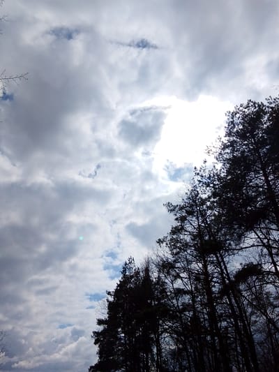 The image presents an upward view of a cloudy sky and the silhouetted tops of trees in Елец-Маланино, Russia. The sky is dominated by expansive, greyish-white clouds. A large, intensely bright white area in the upper right and center signifies the sun's hidden position behind the clouds, casting a strong light and creating a lens flare, visible as a small, distinct greenish-blue dot in the sky. Patches of lighter blue sky can be seen through breaks in the clouds, particularly in the lower left quadrant.
Dark, silhouetted trees, appearing to be a mix of coniferous and some bare deciduous varieties, frame the sky along the right, bottom, and partially the left side of the image. Their dark forms contrast sharply with the bright clouds. No people or specific activities are visible, and there is no discernible text. The scene depicts a daytime moment under an overcast sky, with the sun powerfully breaking through the cloud cover.