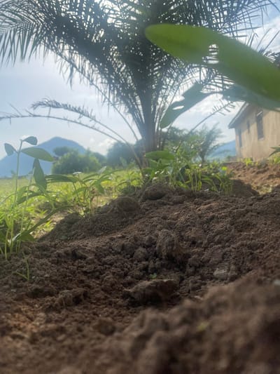 The image captures a low-angle view of the ground, focusing on dark soil with small green plants emerging from it. In the background, a palm tree's fronds are silhouetted against a bright sky, suggesting a sunny day. The scene includes distant hills and a building with windows. The composition is oriented vertically, with the soil dominating the left foreground and the sky and vegetation filling the rest of the frame. The lighting and shadows suggest it's daytime, possibly late morning or early afternoon. The overall impression is one of nature in a tropical or subtropical setting, possibly a rural or semi-urban area given the presence of the building. No people or text are visible in the image.