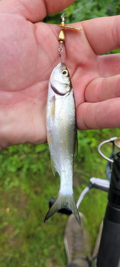 A person's hand holds a small, silver and green fish vertically by a fishing lure. The fish's mouth is slightly open, revealing red gills. Its eye is dark with a yellow iris. The fishing lure, attached to a fishing line, is made of gold-colored metal with a small propeller. The background consists of out-of-focus green grass and what appears to be a fishing rod with a reel. The overall scene suggests an outdoor activity, likely fishing, in a natural setting. No specific location within Großkrotzenburg, Germany, can be determined from the image.