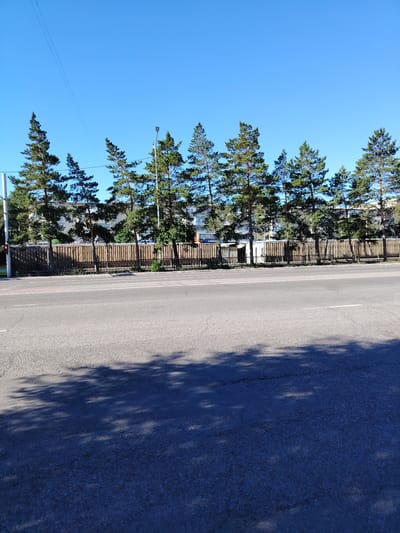The image captures a view of a street in Temirtau, Kazakhstan, on a clear, sunny day. The foreground is dominated by a paved road with white lane markings. The middle ground features a wooden fence backed by a row of tall pine trees, their green foliage contrasting with the bright blue sky. Behind the trees, several multi-story buildings are visible, suggesting an urban or suburban setting. The background is a seamless expanse of clear blue sky. There are no people or vehicles immediately apparent in the scene, and no discernable actions or interactions are taking place. The overall impression is one of a quiet, sunlit street scene in a city.