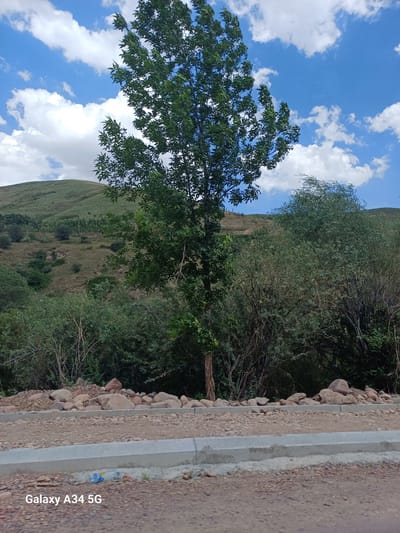 The image shows a picturesque landscape with a prominent tree in the foreground, set against a backdrop of rolling hills and a bright blue sky dotted with fluffy white clouds. The hills are covered in lush green vegetation, with some patches of dry grass and terraced fields visible. The foreground features a dirt road with a concrete curb and a pile of rocks. The lower right corner of the image displays the text "Galaxy A34 5G". This scene is likely located in or around Yangiabad, Uzbekistan, a region known for its natural beauty and mountainous terrain.