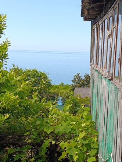 The image depicts a scene in Baghrypsta, Abkhazia, with a view of the Black Sea. In the foreground, lush green foliage, likely a vineyard, dominates the left side of the frame. Beyond the vegetation, the tranquil, blue expanse of the sea stretches to the horizon, meeting a clear, pale blue sky.

On the right side of the image, an old, weathered wooden structure is partially visible. It features a row of multi-paned windows with wooden frames, some of which appear to be in disrepair. The wooden siding of the structure is vertical and painted in faded green and gray hues, showing signs of age and peeling paint. The roofline above the windows is also visibly damaged, with decaying wooden planks. A thin, white wire or cord is visible near the bottom right corner of the structure.

The overall impression is one of a rustic, possibly abandoned, structure overlooking a serene natural landscape. There are no people or animals visible in the image.