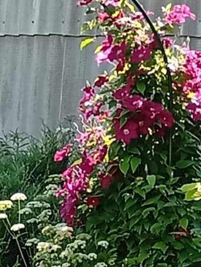 The image shows a close-up view of a dense climbing plant with vibrant magenta and pink flowers, set against a gray, corrugated background that appears to be a fence or wall. The plant has lush green foliage, with some leaves showing lighter green or yellow edges. Smaller clusters of white and yellow flowers are visible in the foreground and to the left of the main flowering plant. The lighting suggests it is daytime, possibly late afternoon, with the sunlight illuminating the flowers and leaves. The overall scene evokes a feeling of a summer garden in bloom. No people, text, or specific activity are depicted. The context provided places this scene in Pavlovsky Posad, Russia.