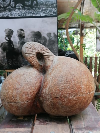 An outdoor shot, likely in Da Lat, Vietnam, presents a wooden sculpture of a pair of rounded shapes resembling buttocks, placed on a rustic wooden surface. The sculpture has a textured, rough surface and features a circular opening with carved lines radiating outwards on an upper, curved protrusion. Behind the sculpture, a black and white photograph is partially visible, depicting silhouetted figures carrying objects on their heads, suggesting a possible historical or cultural theme. The background is blurred, showing lush greenery and a wooden fence, indicative of a garden or outdoor setting. The overall lighting is natural and diffused.