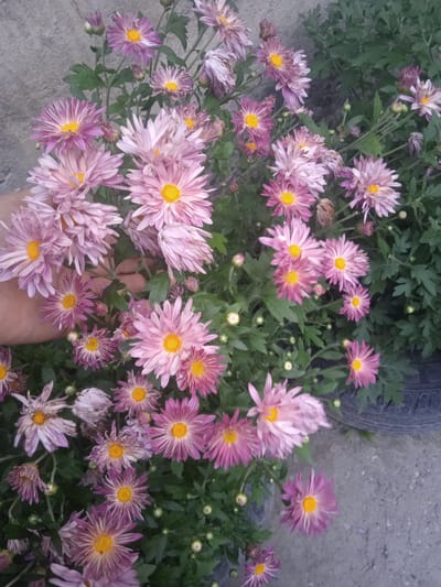 A close-up, eye-level shot captures a bouquet of pink and purple chrysanthemums with yellow centers, nestled against a grey, textured concrete wall in an outdoor urban setting. A hand with visible skin texture is visible in the lower left quadrant, gently holding some of the flowers, suggesting a moment of care or arrangement. The flowers are densely packed, with some buds and fully bloomed petals. Green foliage surrounds the blossoms, some of which appear slightly wilted, indicating the passage of time or environmental factors. In the background, the dark, textured surface of a car tire is partially visible, hinting at an urban environment. The lighting is diffused, casting soft shadows and highlighting the delicate details of the petals. The overall scene evokes a sense of natural beauty amidst an otherwise ordinary urban landscape.
