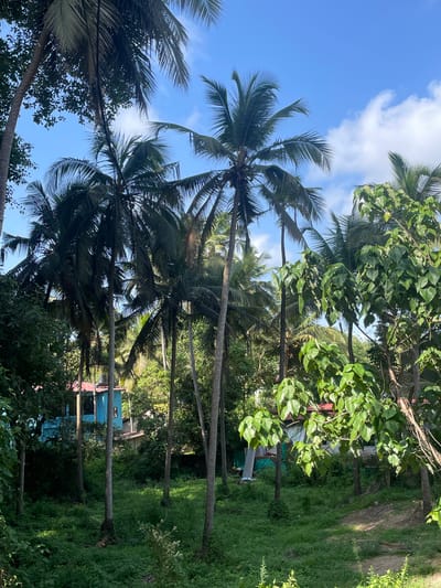 The image depicts a lush, tropical environment with numerous palm trees dominating the foreground and midground. The sky is a clear blue with scattered white clouds. In the background, a bright blue building with a red-tiled roof is partially visible through the foliage. The ground is covered in dense, green grass and other vegetation. The scene appears to be a residential area within a natural setting. The location is identified as Marna, India.