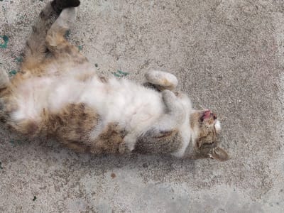 A domestic cat lies supine on a mottled grey concrete surface in Kasak, Bulgaria. The cat exhibits a tabby coat pattern consisting of brown, grey, and white fur, with a predominantly white belly. Its front paws are curled inwards towards its chest. The head is tilted, and a portion of its pink tongue protrudes from the mouth. The tail, with a black tip, extends towards the upper left of the frame. The concrete surface shows minor discoloration and texture variations.
