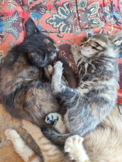 Two kittens are curled up asleep on a colorful, patterned blanket. The kitten on the left has a tortoiseshell coat with patches of black, brown, and orange. The kitten on the right is a tabby with grey and black stripes. Their bodies are intertwined in a way that resembles a heart shape. The blanket is spread on a wooden surface. No specific location in the city of Sovet, Kyrgyzstan can be determined from the image.