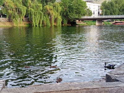 A serene river scene unfolds with lush green weeping willows cascading their branches towards the water's edge on the left. Beyond the trees, a stone wall separates the bank from the lush greenery and a building in the distance. A concrete bridge spans the river, with a red tour boat carrying passengers visible under its arch. The river itself is calm, reflecting the greenery and the sky.
Several ducks are scattered across the water. In the foreground, on the right, a striking black and white duck with red markings on its face floats serenely. Further to the left, two brown ducks swim together, leaving small wakes in the water. Another solitary brown duck is seen further in the distance, also swimming. The stone embankment in the immediate foreground suggests a landscaped park or riverside promenade. The overall atmosphere is peaceful and idyllic, with the gentle ripples on the water and the abundant greenery suggesting a warm, pleasant day, likely in the late afternoon due to the soft lighting. The scene evokes a sense of tranquility and natural beauty. There is no visible text in the image.