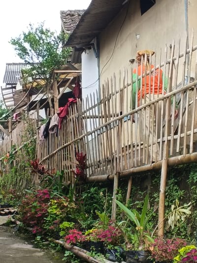 A person in an orange shirt and beige pants is seen behind a bamboo fence along a raised walkway. Clothes are hanging on the fence to the left. Lush greenery including colorful coleus plants grows beneath the walkway. Behind the fence is a structure with a corrugated metal roof and tan siding. The sky is overcast.
