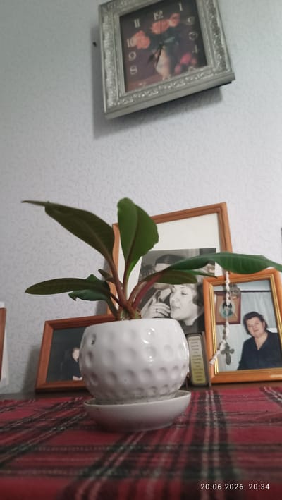 In the foreground of this image, a potted plant with vibrant green leaves sits in a white, dimpled pot. The pot rests on a matching saucer on a red and black checkered surface, likely a tablecloth or runner. Behind the plant, several framed photographs are arranged. The largest, a black and white image of a couple, is slightly tilted. To its right, a smaller, framed portrait shows a woman in a dark top. A decorative bead string with a cross hangs in front of this second photo.

In the background, a wall with a subtle textured pattern serves as the backdrop. Above the photographs, a framed clock hangs on the wall, its face displaying floral imagery and Roman numerals. The clock hands indicate a time between 10 and 11, likely just before 11. A timestamp in the bottom right corner reads "20.06.2026 20:34," suggesting the photo was taken on June 20, 2026, at 8:34 PM. The lighting suggests an indoor setting, possibly during the evening hours given the timestamp. The overall scene evokes a sense of domesticity and personal memory, with the plant adding a touch of life to the collection of photographs and decorative items. The location context of Apatity, Russia, provides a geographical anchor for the domestic scene.