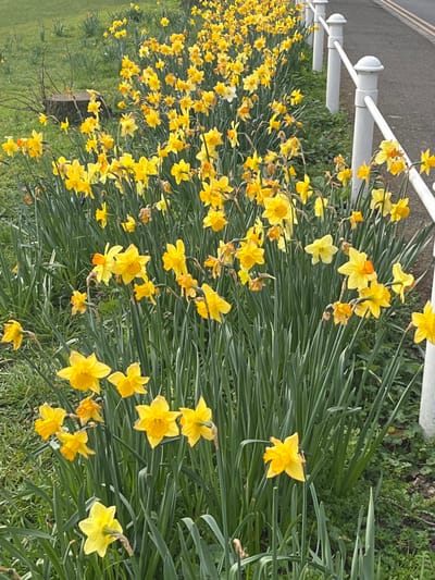 The scene depicts a linear bed of blooming daffodils (Narcissus) in Elmbridge, United Kingdom. The flowers are predominantly yellow, with some displaying pale yellow or orange coronas, and one prominent white daffodil is visible centrally. They are supported by dense green, strap-like foliage. To the left of the daffodil bed, a grassy area contains a partially visible cut tree stump and sparse, bare branches. To the right, a dark asphalt surface, consistent with a road or pathway, runs parallel to the daffodil planting. A white barrier, comprising multiple vertical posts with rounded tops and horizontal railings, separates the flowers from the asphalt. The area is illuminated by natural daylight. No individuals or animals are present.