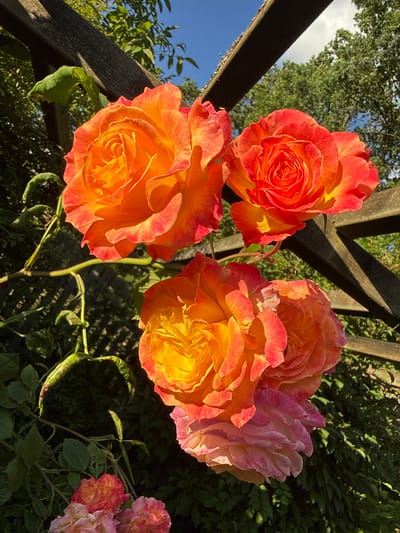This is a close-up, vertical, eye-level shot of a cluster of orange and pink roses in a garden. The roses are in full bloom, with many layered petals. The lighting suggests it is daytime, with sunlight illuminating the roses and casting shadows. In the background, there is a wooden structure, possibly part of a pergola or fence, and lush green foliage. The sky is blue with some white clouds. The image is sharp and detailed, focusing on the texture and colors of the roses. There are no people or animals visible in the image. The location is a garden in Herford, Germany.