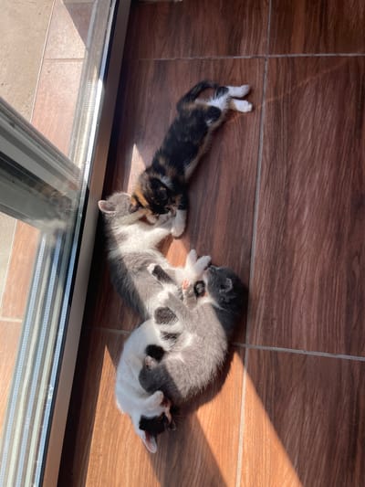 In Totleben, Bulgaria, four kittens are lying on a wooden floor near a window. The kittens are of various colors, including calico, grey and white, and black and white. They are intertwined and appear to be sleeping or resting. Sunlight is streaming through the window, casting shadows on the floor. The scene is domestic and peaceful.