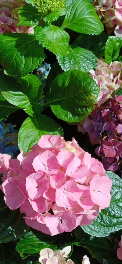A close-up, vertical, outdoor shot captures a dense cluster of hydrangeas in various stages of bloom and color. Dominating the foreground is a large, vibrant pink hydrangea cluster, its individual florets clearly defined with soft, layered petals. Lush, dark green leaves with visible veins and serrated edges frame the flowers. Behind the pink hydrangea, hints of other hydrangea clusters appear in muted tones of light pink, purple, and blue. The lighting suggests a bright, sunny day, casting subtle shadows on the leaves and highlighting the delicate textures of the petals. The background is dark, suggesting the hydrangeas are part of a garden or natural setting. The scene is devoid of any people or human activity. There is no indication of the specific location in Map Ta Phut, Thailand, beyond the flora.