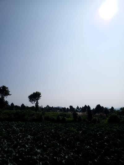 The image depicts an agricultural scene in Ban Katan, Laos, under a bright, cloudless sky with the sun high in the frame. In the foreground is a dark, dense field of leafy crops. Behind the field is a line of trees and vegetation. The background reveals indistinct hills in the distance. No people are visible.