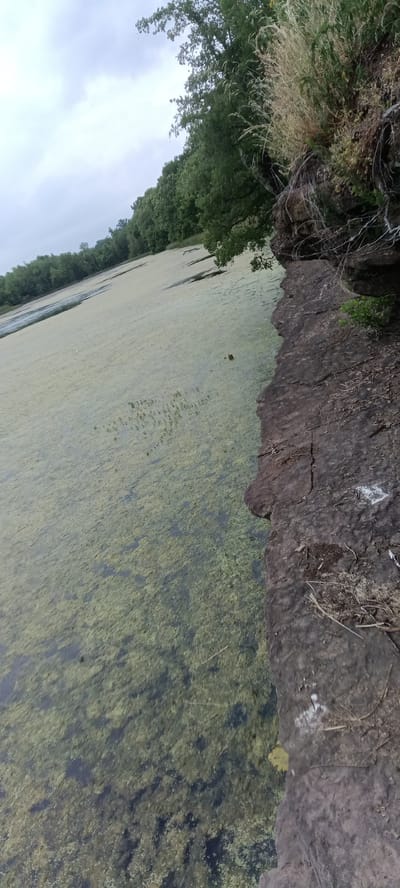The image depicts a body of water covered in a thick layer of green algae or aquatic vegetation. The edge of the water is bordered by a rocky, somewhat eroded cliff. The top of the cliff is covered in soil and vegetation. In the background, a line of trees is visible on the opposite side of the water. The sky appears overcast. The image was likely taken near Clarksville, United States, as the user indicated, but the specific location is not identifiable from the image alone.