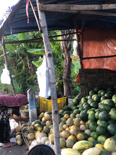 A market stall in Glagah Arum, Indonesia, displays a large assortment of fruits, primarily watermelons and cantaloupes. The stall is covered by a blue tarp supported by bamboo poles. To the right, a rustic wall made of woven bamboo is visible, with an orange tarp draped over the top. A pile of green watermelons dominates the right side of the scene, with smaller, striped cantaloupes and other light-colored melons filling the foreground and midground. Some of the melons are bagged in clear plastic. A woman, wearing a maroon hijab and a black patterned dress, is seen bending over and appears to be selecting or arranging fruit. Behind her, a yellow plastic crate and a grey and blue pole are visible. Lush green foliage, including banana leaves, suggests a tropical environment. Two white bags are hanging from bamboo poles on the left side of the frame.