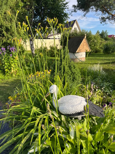 This is a vertical, full shot of a garden in Zaprudnya, Russia. The image is dominated by lush green foliage, including hosta plants and tall, thin stems with buds. A decorative garden ornament, appearing to be a white and black bird, is nestled amongst the plants, with its head turned away from the camera and its tail feathers visible. In the background, a light-colored house with a dark roof and a smaller wooden structure with a peaked roof are visible, partially obscured by trees. The scene suggests a sunny day, likely in the late morning or early afternoon, given the bright lighting and shadows. The overall impression is one of a peaceful, domestic garden setting.