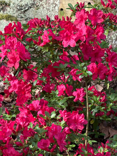 The image shows a cluster of red azalea flowers in full bloom, interspersed with green leaves. Some fallen brown leaves are visible on the ground beneath the flowering bush. To the left, a textured, light-colored surface, possibly a rock or wall, is partially covered with a moss-like substance. The image was taken in Oviedo, Spain. There are no people visible in the image.