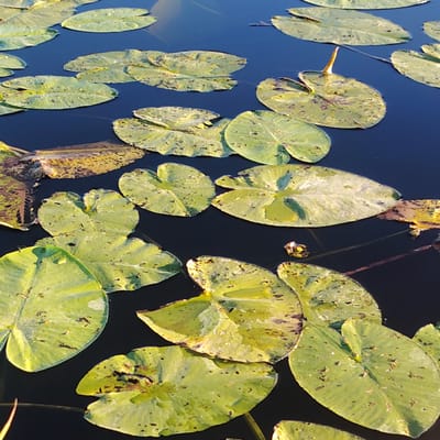 The image shows a close-up, high-angle view of numerous green lily pads floating on dark, still water. The lily pads vary in size and shape, with some appearing round and others more heart-shaped. Many of the pads have a slightly textured surface and are dotted with small dark marks, likely from insects or decay. The water's surface is mostly smooth, reflecting the light in subtle ways. A few thin, dark stems or submerged plant parts are visible beneath the surface and extending between the pads. In the upper right portion of the image, a single lily pad stands slightly upright, with a thin stalk emerging from its center. The overall scene is natural and serene, suggesting a quiet pond or lake. The image does not depict any elements that would specifically place it in Vecslabada, Latvia, or any other urban location.