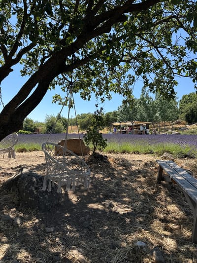 The image depicts an outdoor scene with a foreground featuring dry, dusty ground with scattered rocks and dried vegetation, shaded by the leaves of a large tree. In the center, a macrame swing chair hangs from a tree branch. To the left, another similar chair is partially visible. A wooden bench sits on the right side of the frame. In the background, a vast field of purple lavender stretches towards a shaded structure with people gathered. The overall setting appears to be a lavender farm with a seating area, likely in a rural or natural environment. The presence of a lavender field and the structure suggest it may be a farm that caters to visitors, perhaps a cafe or a shop. The sky is clear and blue, indicating a sunny day. The location is identified as a lavender farm in the Golan Regional Council, Israel.
