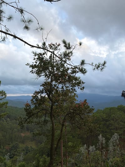 A landscape photograph captures a cloudy, overcast sky above a densely forested valley. In the foreground, the branches of pine trees with their characteristic needle-like leaves are visible, some extending across the top of the frame. The central focus is a deciduous tree with dark green leaves and hints of reddish-bronze foliage. Beyond this, the valley unfolds with rolling hills covered in a variety of evergreen trees, primarily pines, creating a textured, deep green expanse. The distant hills are veiled in a soft blue haze, indicating their remoteness. The scene depicts a natural, mountainous environment, consistent with the terrain found in Xuan Truong, Da Lat, Vietnam, known for its pine forests and cooler climate. No people or specific structures are discernible.