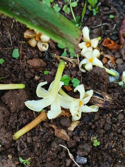 Fallen night-blooming jasmine flowers rest on dark, moist soil. Several blossoms are scattered, exhibiting a star-like shape with creamy white petals and a bright orange center. Decaying flower petals are also visible. A long, green leaf diagonally crosses the upper left corner. Small green weeds are scattered across the scene, growing amidst the soil. The composition suggests a natural, undisturbed setting where the flowers have recently fallen.