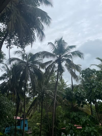 The image shows a cluster of coconut palm trees in Marna, India, under a cloudy sky. The fronds of the palm trees are dense and hang downwards, obscuring the view of the sky in some areas. In the background, a blue building with a red roof is partially visible amidst the foliage. The environment appears lush and tropical, with a profusion of green leaves and vegetation. The lighting suggests it is daytime, possibly a slightly overcast or rainy day, given the diffused light and the muted colors. There are no people visible in the image, and no specific actions are depicted. The scene is static and natural.