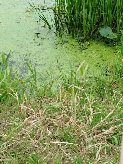 The image depicts a close-up view of a pond covered in a thick layer of bright green algae. Tall, green reeds and grasses grow along the bank, with some dried, brown grass in the foreground. A few small yellow flowers are visible in the pond, and a single lily pad is present. The scene appears to be a natural or semi-natural aquatic environment, likely located near the city of Topolina, Poland, given the context provided. There are no people or animals visible in the image. The overall impression is one of a tranquil, overgrown wetland.