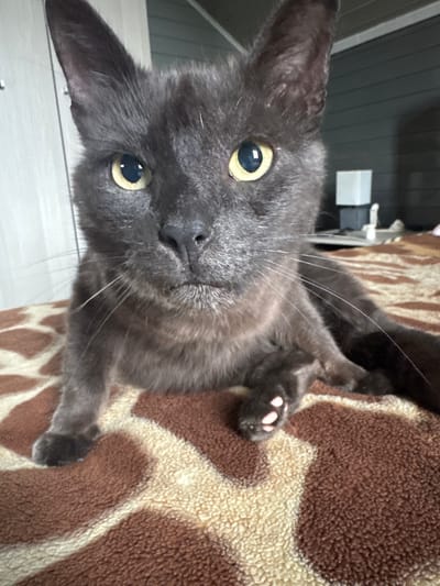 The image shows a close-up, eye-level shot of a dark grey cat lying on a brown and beige patterned blanket. The cat is facing the camera, with its head tilted slightly. Its eyes are open and yellow. The cat's paws are visible, with one paw resting on the blanket. The background is blurred, but appears to be an indoor setting with furniture and a wall. The location is not specified in the image.