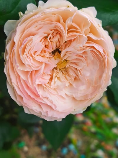 This is a close-up, top-down photograph of a fully bloomed light pink rose. The rose is characterized by its numerous, tightly packed petals that form a swirling, intricate pattern. The petals are a soft, peachy-pink color, with some edges appearing almost white and others tinged with a slightly deeper pink. The center of the rose reveals a cluster of yellow stamens.

The rose is set against a blurred background of dark green foliage, with hints of out-of-focus ground cover in the lower portion of the image. This ground cover appears to have small, colorful specks, possibly decorative stones or flower petals. Two tiny green insects are visible on the upper left petals of the rose, adding a subtle detail of nature.

The lighting suggests it is daytime, likely with diffused sunlight, as there are no harsh shadows and the colors are soft and even. The focus is sharp on the rose, making its delicate texture and layered structure the clear subject. The overall mood is one of natural beauty and tranquility. There is no visible text in the image. The location is Bykovka, Russia.