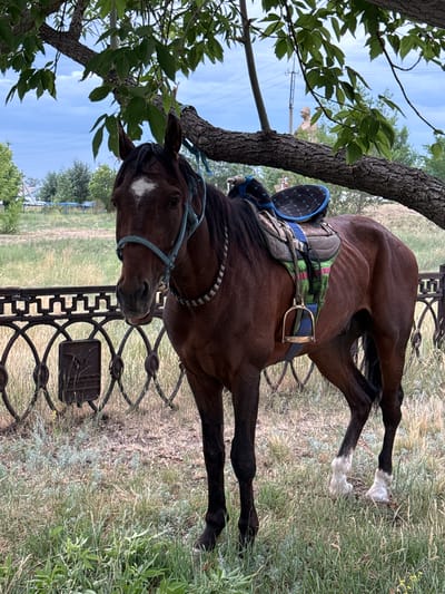 A brown horse stands under a tree in a grassy area, near a decorative metal fence. The horse is saddled and bridled, with a white diamond marking on its forehead. In the background, a statue of a soldier can be seen through the branches of the tree. The scene is set in the city of Өндіріс, Kazakhstan, under a cloudy sky.