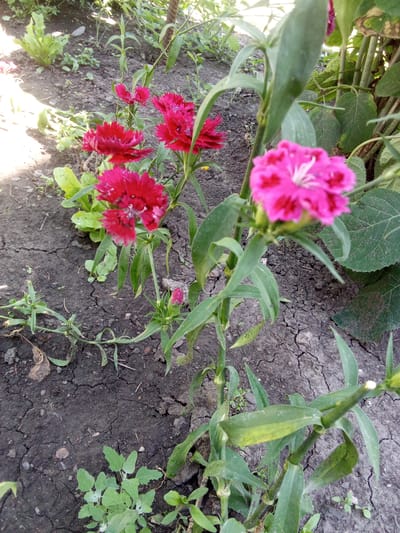 This image shows a close-up of several pink and red carnation flowers blooming in a garden. The flowers have serrated petals and are on long, green stems with narrow leaves. The ground is dry, cracked soil with some scattered green weeds. In the background, there are more green plants and a wooden pole. The scene appears to be outdoors in a garden setting. The image is in Altai, Kazakhstan.
