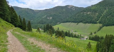 This detailed image, taken in Erl, Austria, presents a vast mountain valley landscape under an overcast sky. A light-brown, unpaved dirt path, appearing gravelly in texture, originates from the lower-left corner and curves gradually uphill towards the mid-left. This path is bordered by lush green grass, which is intermingled with numerous small yellow and white wildflowers.
Along the right side of the path and extending into the midground, several tall, slender coniferous trees with dark green foliage are prominently scattered across the grassy slopes. Further down into the valley, which is characterized by expansive green meadows, more clusters of similar evergreen trees are visible.
Multiple small, light-colored buildings with dark roofs are positioned within the valley. A notable white building with a dark roof stands in the lower-right midground, situated next to a winding dirt road that traverses the valley floor. Another grouping of smaller structures is discernible deeper within the valley.
The background is dominated by imposing, steep mountains, heavily blanketed with dense, dark green coniferous forests. Some sections of the mountains display exposed rock formations or areas of sparser vegetation. The sky overhead is largely obscured by a mosaic of grey and white clouds, with occasional glimpses of blue sky peeking through. No individuals or overt human actions are depicted within the scene.