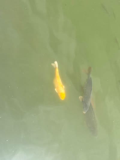 The image depicts three fish swimming in green water. Two of the fish are dark gray, and one is yellow-gold. The image appears to be taken from above the water's surface. The scene is situated in the city of Miyun District, China.