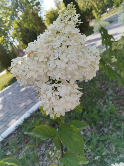 In the city of Roshchinsky, Russia, a close-up shot focuses on a cluster of white hydrangeas with hints of orange discoloration on some petals. The hydrangeas are in the foreground, with green leaves visible below them. In the background, a paved walkway with a white border is seen, and beyond that, a blurred expanse of green grass and trees. The lighting suggests it is daytime, with sunlight casting shadows. There are no people or animals present in the frame.