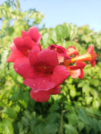 In the foreground, a cluster of vibrant red trumpet-shaped flowers is in sharp focus against a blurred background of green foliage and a clear blue sky. The flowers are clustered together, with some petals partially obscuring others. The texture of the petals is visible, with a slightly velvety appearance and some small white specks on the surfaces of the closest blooms. In the middle ground, more of the same red flowers, some with orange interiors, are visible but out of focus. The background consists of lush green leaves and branches, suggesting an outdoor natural setting. The image appears to be taken on a sunny day, as indicated by the bright sky. The flowers are in bloom and appear healthy. There are no people or animals visible in the frame. The scene is likely in the vicinity of Хальчанскі сельскі Савет, Belarus, given the context.
