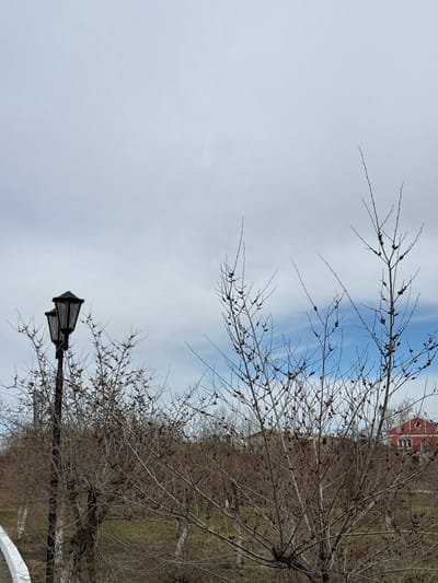 The image shows a row of bare trees lining a path. A vintage-style street lamp stands on the side. In the background is a green grassy area and a glimpse of a red brick building. The sky is overcast. The location is identified as Borzya, Russia. The time of year is likely late winter or early spring.